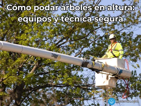 Cómo podar árboles en altura: equipos y técnica segura