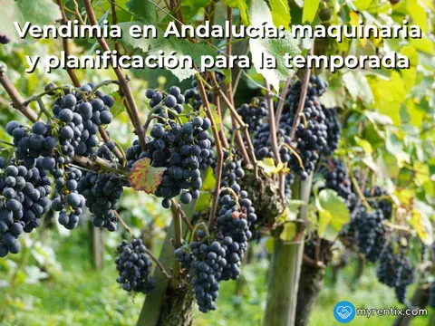 Vendimia en Andalucía: maquinaria y planificación para la temporada